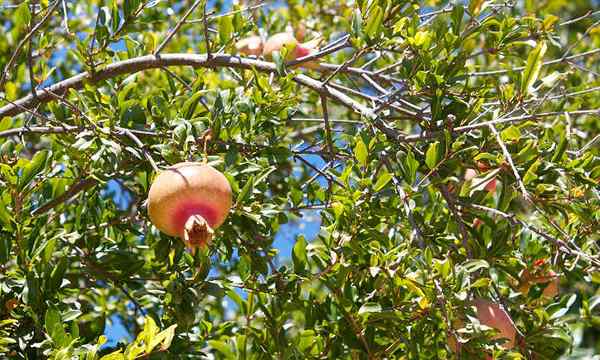 Granatapfelbaum Eine festliche Winterernte