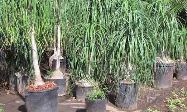 Ponytail Palm Care Cómo cultivar beaucarnea recurvata