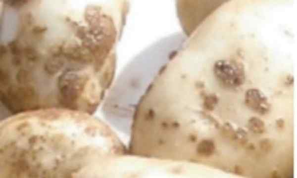 Kartoffelschorf -Bakterienkartoffelerkrankung