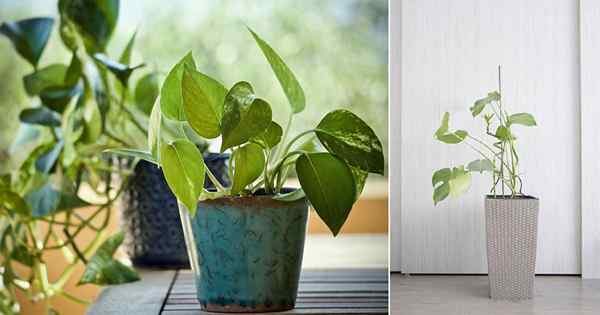 Pothos vs Philodendron | Perbedaan antara Pothos dan Philodendron