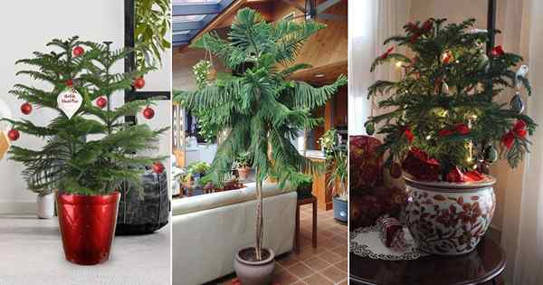 Topf Weihnachtsbaum Norfolk Island Pine Bilder, um Ihr Herz zu gewinnen