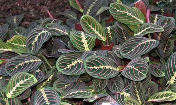 Cuidado de plantas de oración en crecimiento Maranta leuconeura