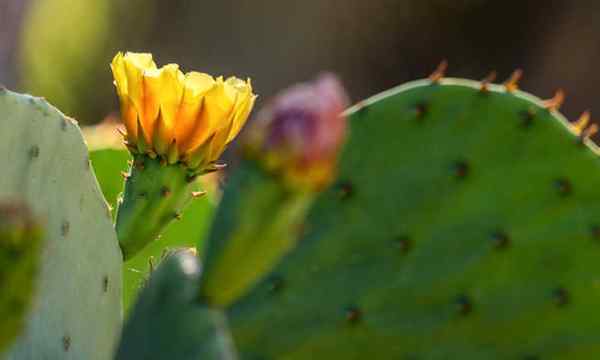 Wskaźniki propagacji kaktusa kłusej gruszki