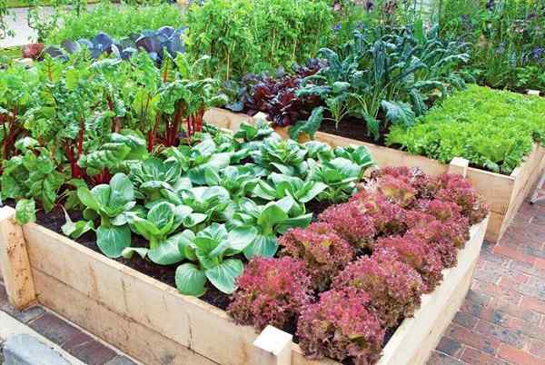 Consejos productivos de jardinería de vegetales para principiantes