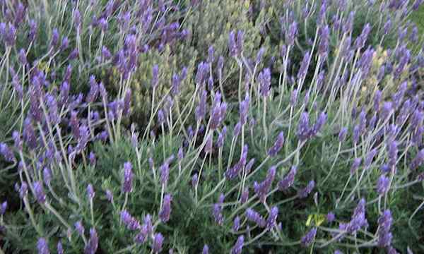 Verbreitung von Lavendel 3 -Methoden zur Verwendung