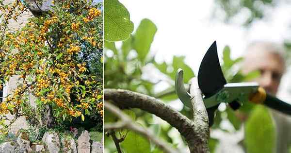 Poda manzana de cangrejo | Cómo podar un manzano de cangrejo