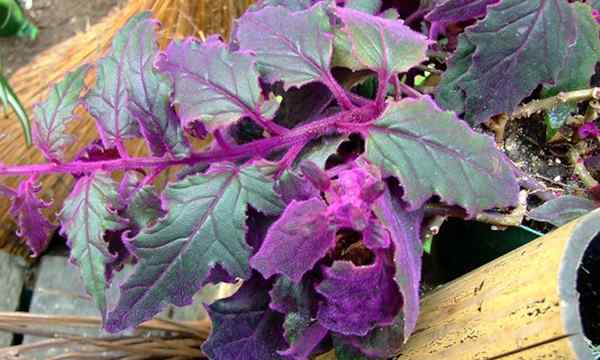 La planta de Purple Passion es una delicia aterciopelada para crecer