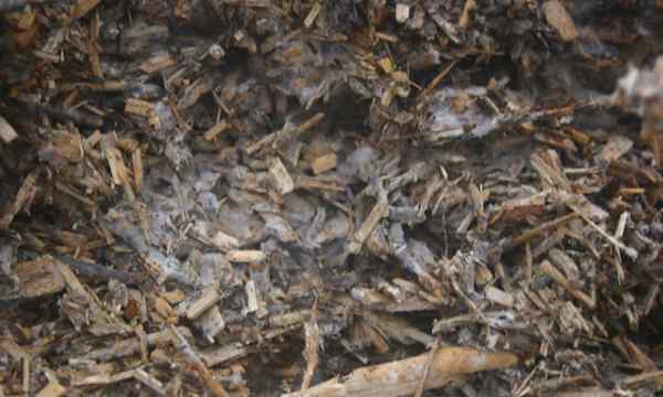 Ramial Coupping Wood Comment l'utiliser dans votre jardin