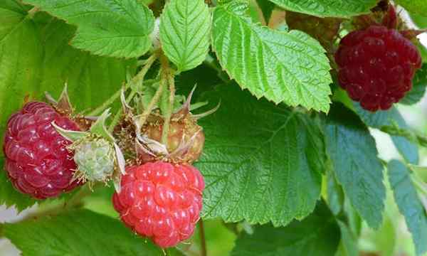 Raspberry podniesione wskazówki dotyczące rosnącego rzeczy