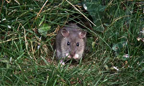 Ratten -Proof -Garten, wie Sie Nagetiere in Gartenräumen loswerden können