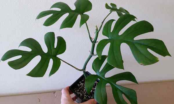 Rhaphidophora Tetrasperma Split-Leafed Tropical Wonder