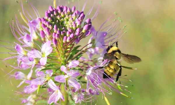 Palinador de plantas de abejas de montaña rocosa