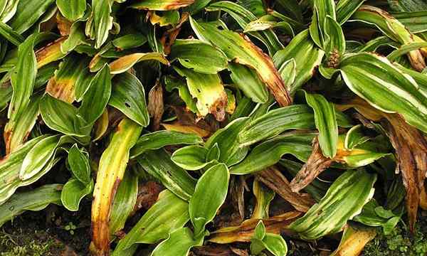 Rohdea japonica cuidado creciendo lirio sagrado japonés