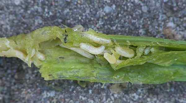 Root asticots sur le déchaînement anéantissant