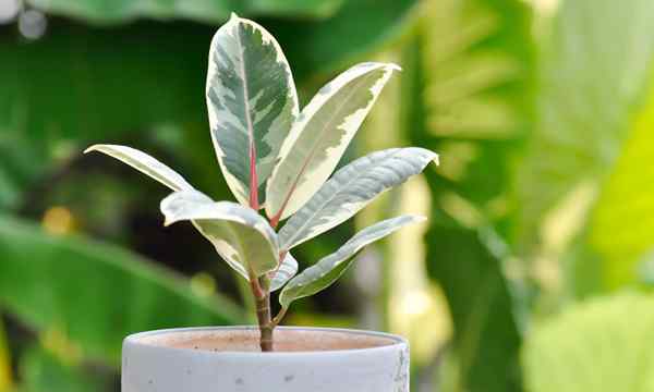 Plante en caoutchouc comment cultiver ficus elastica de la bonne façon