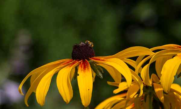 Rudbeckia Maxima se soucie de faire pousser des coneflowers géants