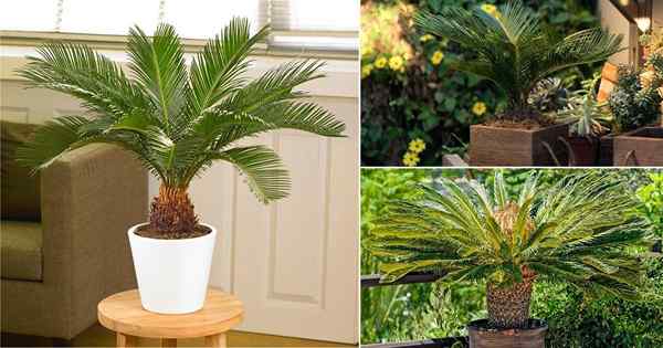 Sago Palm Care | Wachstum von Sago Palm in Behältern