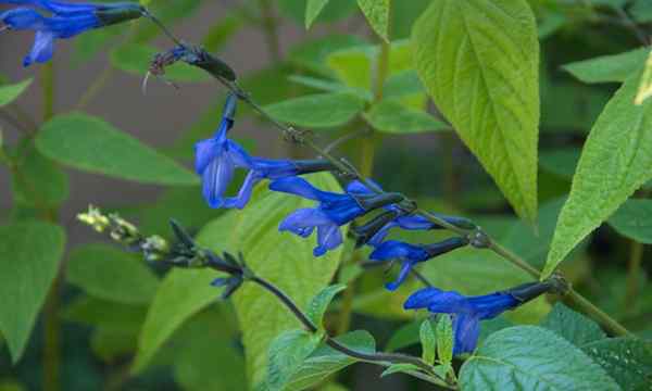 Salvia guaranitica cultivando azul de anís, salvia