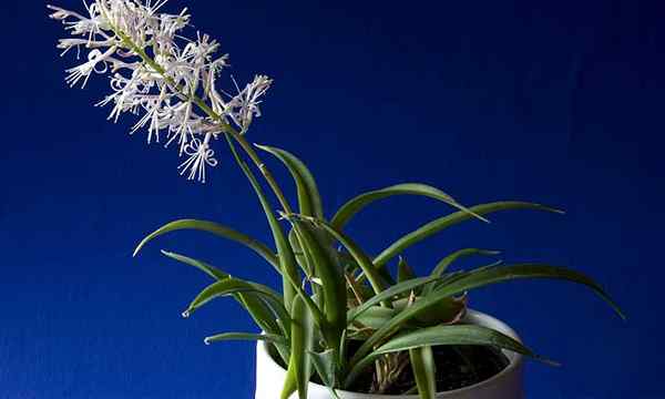 Sansevieria Parva Penjagaan Menanam Kenya Hyacinth