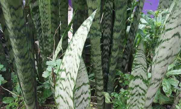 Sansevieria Zeylanica Snake Plant Cousin's Kissing Cousin