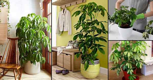 Schefflera Plant Care Innenräume | Wachsende Regenschirmpflanze