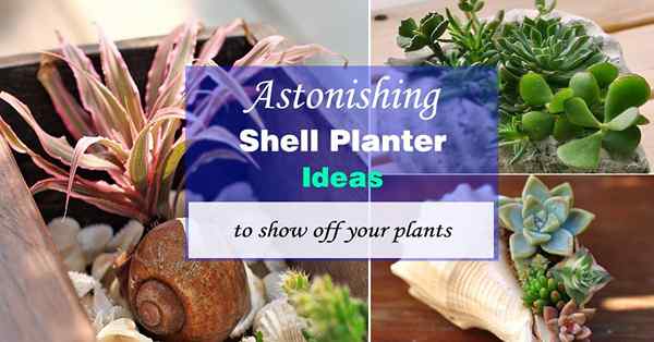 Ideas de plantador de concha de mar para mostrar sus plantas | Ideas para exhibir Seahells