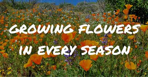 Guide de culture des fleurs saisonnières