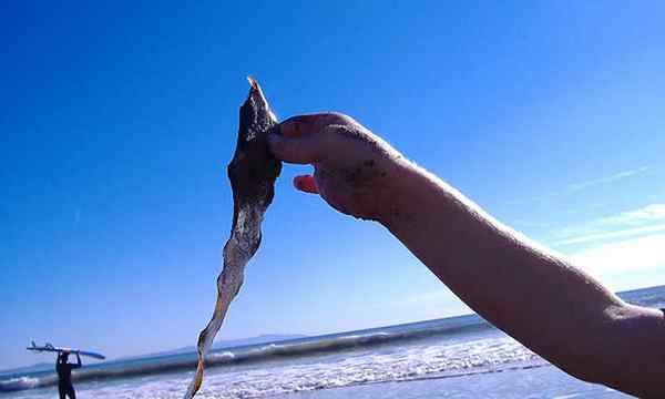 Bounty laut pupuk rumput laut untuk tanaman