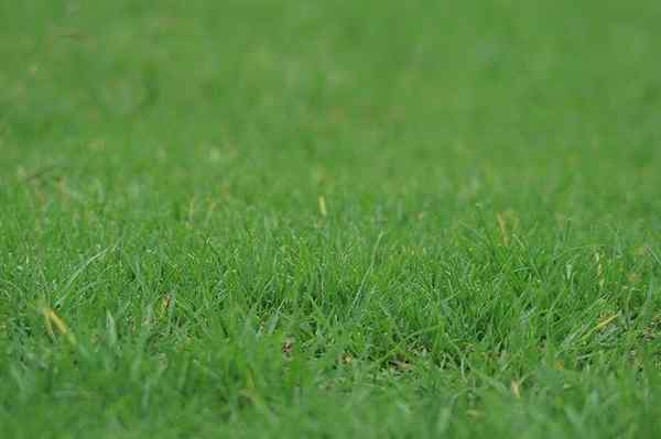 Sekret bujnego zielonego trawnika | Dodanie obornika