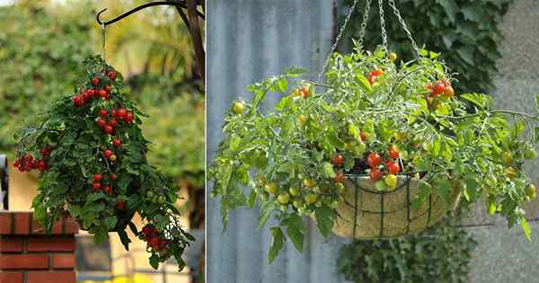 Secrets de la culture de tomates dans un panier suspendu