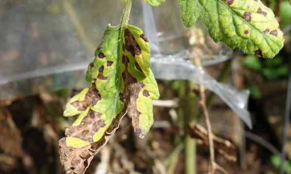 Septoria Leaf Spot ce que c'est et comment le réparer