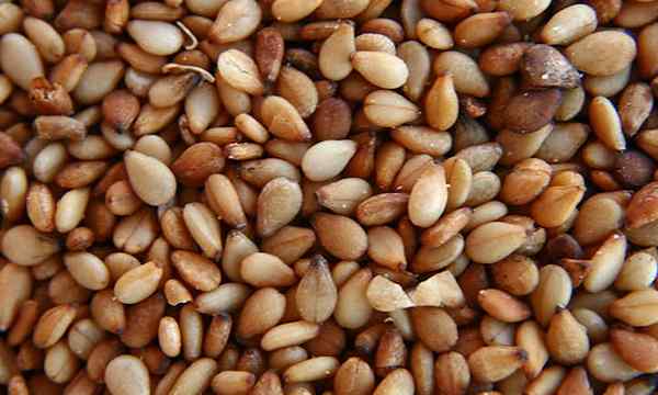 Cultura de sementes tolerantes à seca de gergelim
