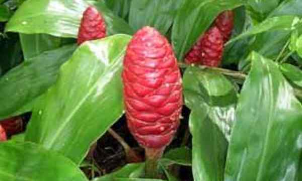 Shampoo Ginger Plant 'Awapuhi Kuahiwi