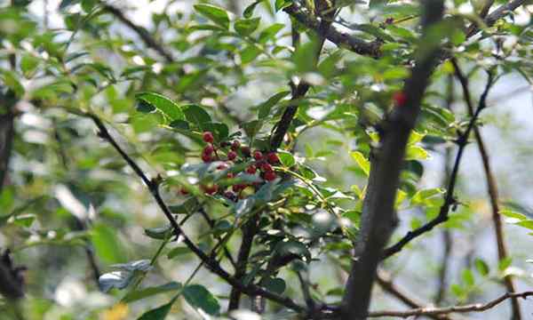 Sichuan Pepper Plant Homegrown Mucbing Spice