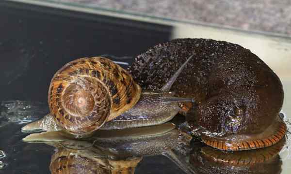 Snail vs Slug ¿Cuál es la diferencia??