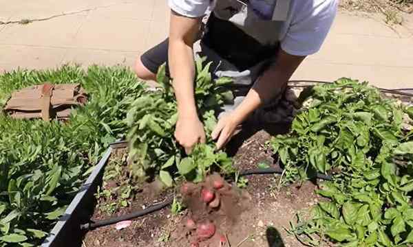 Spuds spectaculaires comment faire pousser des pommes de terre