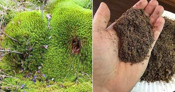 Sphagnum lumut vs lumut gambut