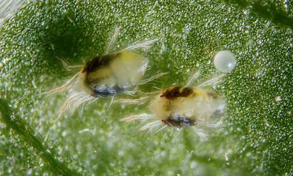 Spider ácaros cómo matar las plagas de ácaros