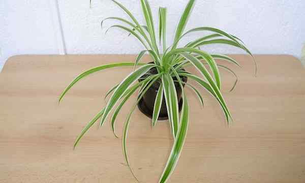 Spider Plant Care Clorophytum COMOSUM CONSEJOS