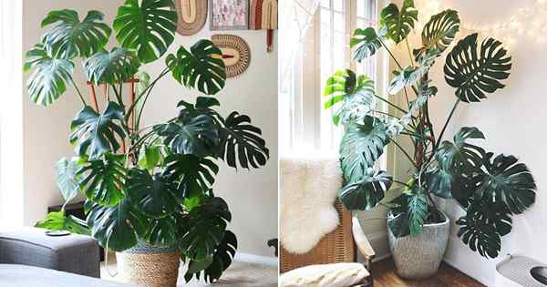 Cuidado com Flit-Leaf Philodendron Care | Como cultivar Philodendron de folha dividida