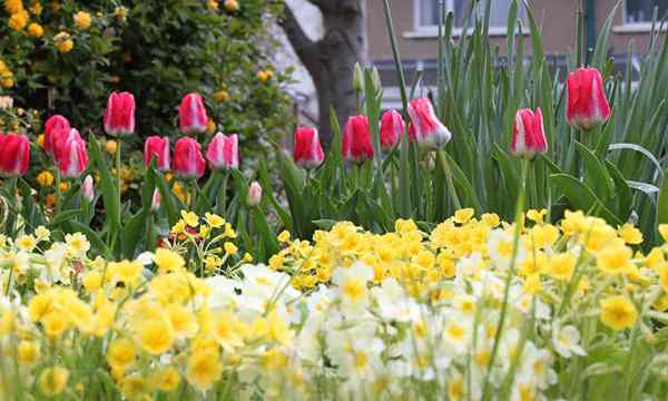Spring Garden przygotuj, co musisz zrobić, aby przygotować się do rozwoju