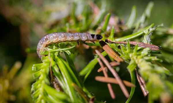 Spruce Budworm diminuindo o destruidor de coníferas