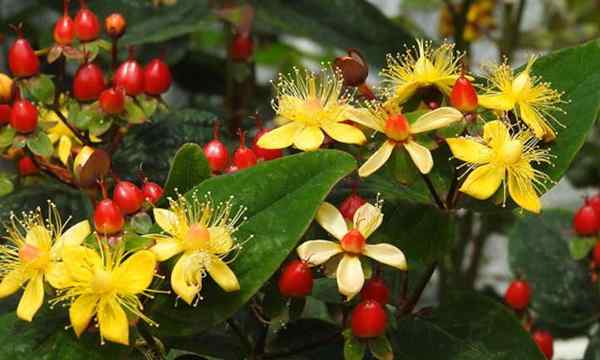 St. Johns Wort Planta Crescendo flagelo do diabo