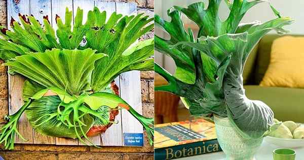 Staghorn Fern Care | Cara menanam paku staghorn