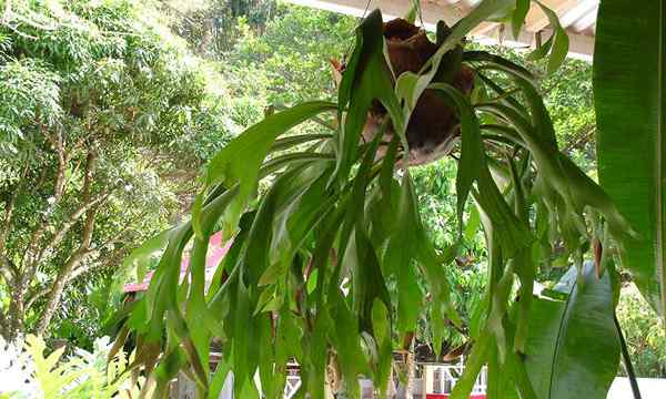 Helecho de Staghorn cómo crecer y cuidar a Platyceriums