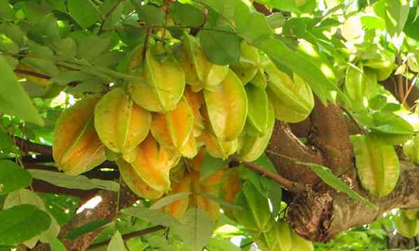 Arbre fruitier étoilé poussant des fruits tropicaux uniques