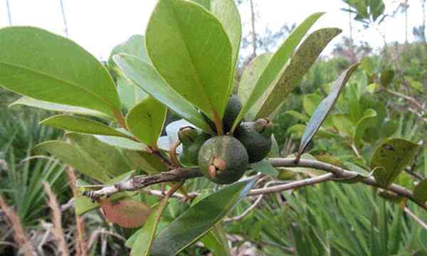 Truskawkowe drzewo guawy jak wyhodować guawę truskawkową