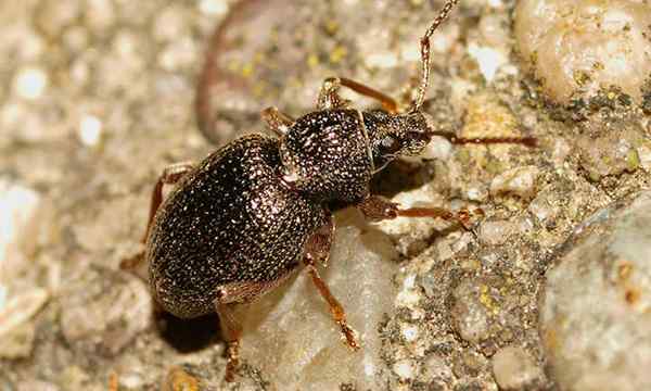 Masalah kumbang stroberi akar melindungi buah beri Anda