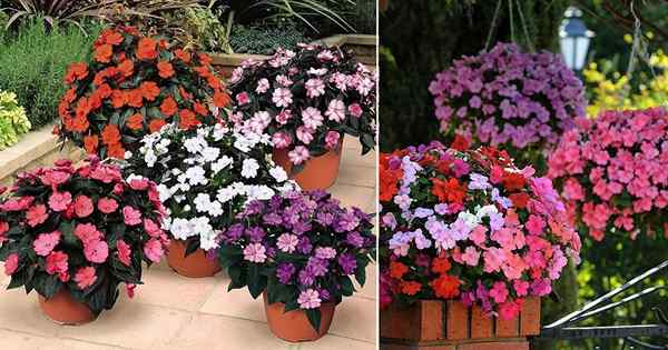 Sunpatiens vs Impatiens | Perbezaan antara sunpatiens & impatiens