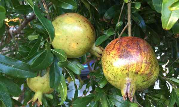 Sunscbald Tree, Feuille et fruits du soleil Fruit